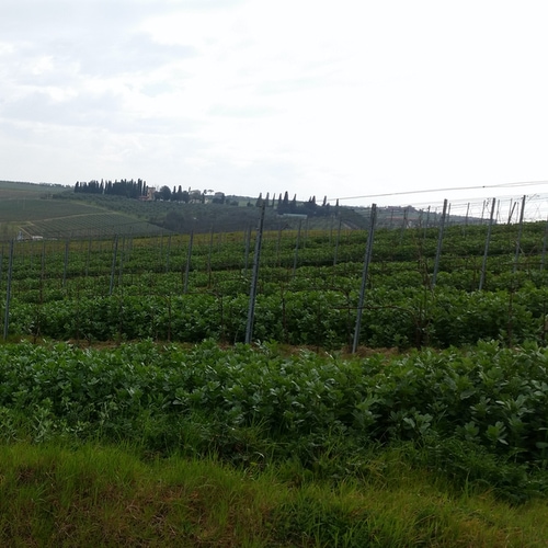 Vigna la doccia di vinci